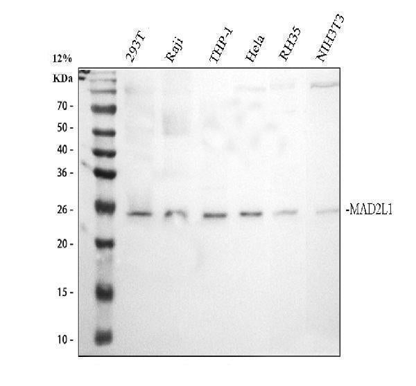Anti-Mad2L1 Antibody Picoband®