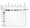 Anti-MSH2 Antibody Picoband®