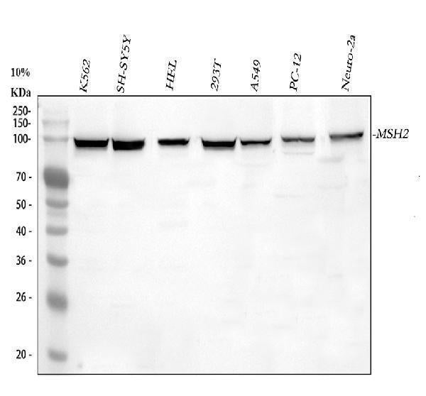 Anti-MSH2 Antibody Picoband®