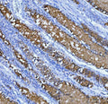 Anti-Mucin 5AC/MUC5AC Antibody