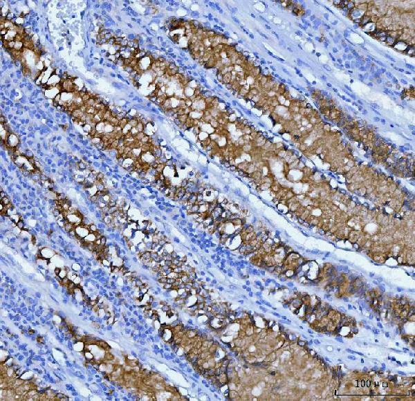 Anti-Mucin 5AC/MUC5AC Antibody