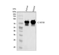 Anti-c-Myb Antibody Picoband®