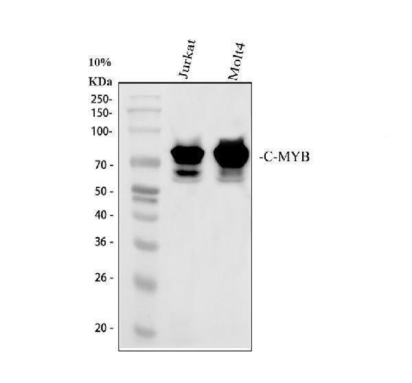 Anti-c-Myb Antibody Picoband®