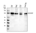 Anti-HEF1/NEDD9 Antibody Picoband®