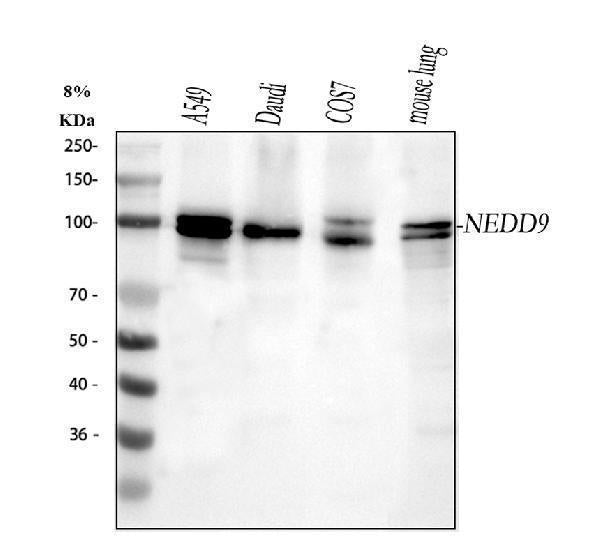 Anti-HEF1/NEDD9 Antibody Picoband®