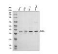 Anti-IKB alpha/NFKBIA Antibody Picoband®