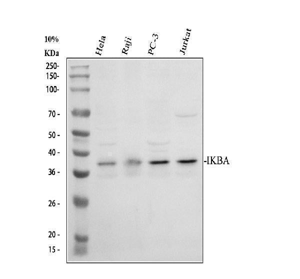 Anti-IKB alpha/NFKBIA Antibody Picoband®