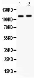 Anti-CARD4/NOD1 Antibody Picoband®