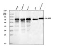 Anti-NUMB Antibody Picoband®