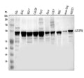 Anti-NUP98 Antibody Picoband®