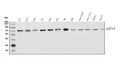 Anti-P2RX4 Antibody Picoband®
