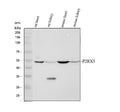 Anti-P2X5/P2RX5 Antibody Picoband®