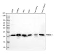 Anti-PARK7/DJ1 Antibody Picoband®