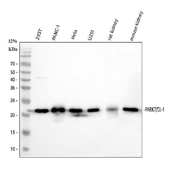 Anti-PARK7/DJ1 Antibody Picoband®