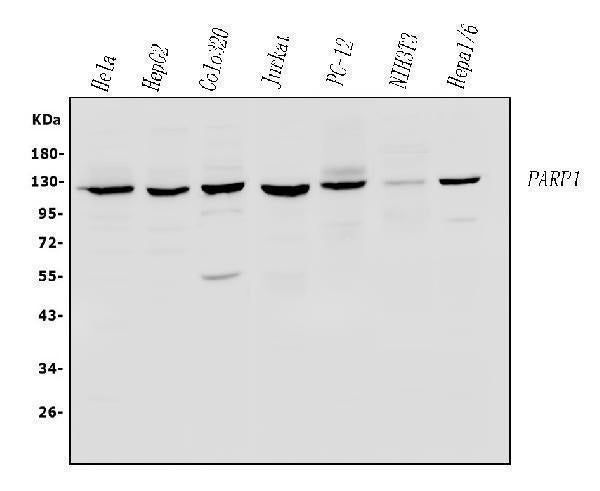 Anti-PARP/PARP1 Antibody Picoband®