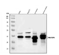 Anti-PBK Antibody Picoband®