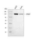 Anti-PER2 Antibody Picoband®
