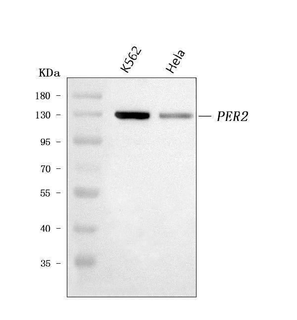 Anti-PER2 Antibody Picoband®