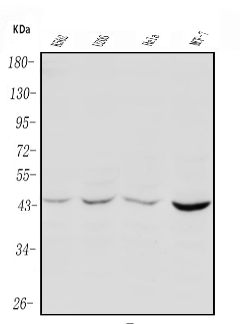 Anti-PIM1 Antibody Picoband®