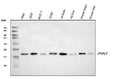 Anti-Pin1 Antibody Picoband®