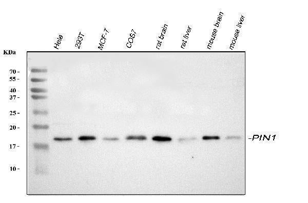 Anti-Pin1 Antibody Picoband®