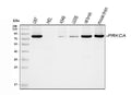 Anti-PKC alpha/PRKCA Antibody Picoband®