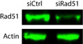 Anti-Rad51 Antibody Picoband®