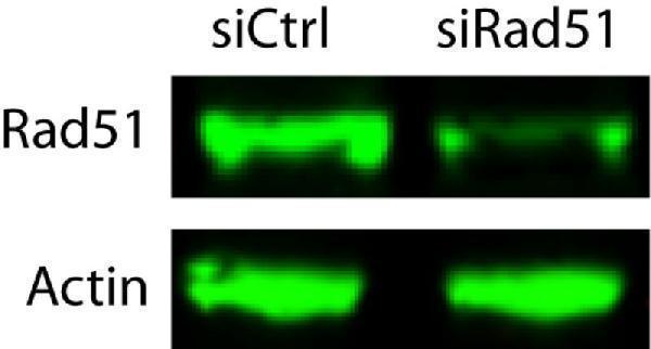 Anti-Rad51 Antibody Picoband®