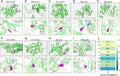 Anti-NF-kB p65/RELA Antibody Picoband®