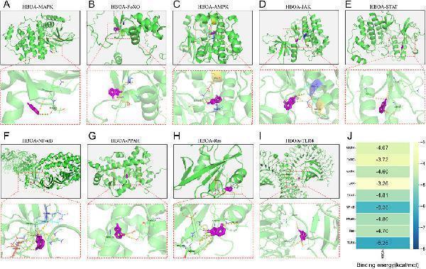 Anti-NF-kB p65/RELA Antibody Picoband®