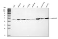 Anti-Hsp47/SERPINH1 Antibody Picoband®