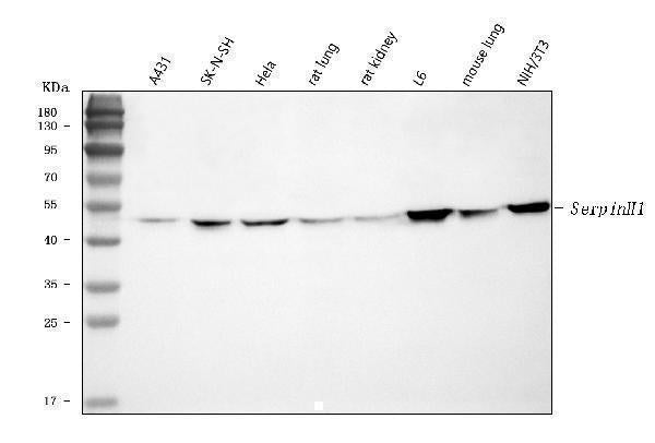 Anti-Hsp47/SERPINH1 Antibody Picoband®
