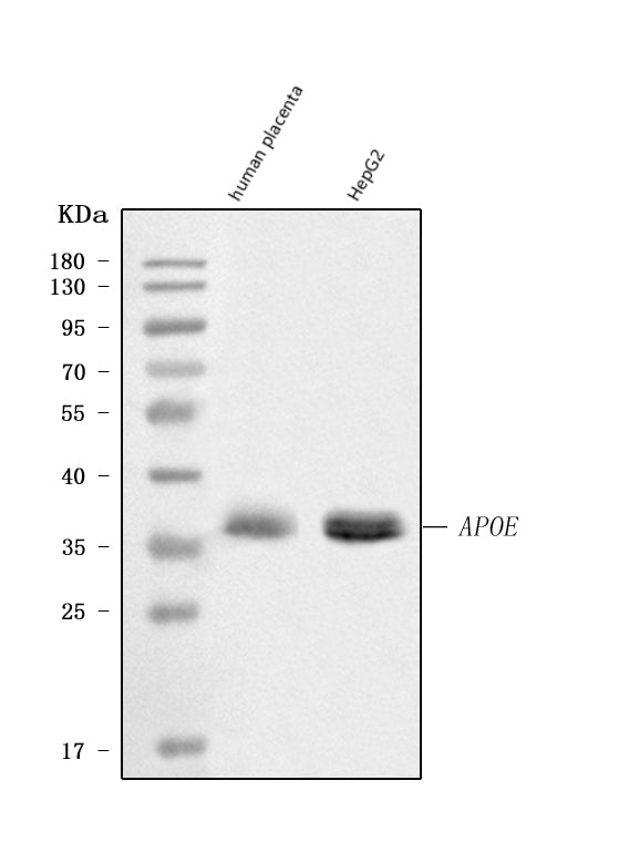 Anti-Apolipoprotein E/APOE Antibody Picoband®