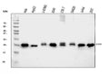 Anti-ATP5H Antibody Picoband®