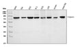 Anti-Calpain 1/CAPN1 Antibody Picoband®