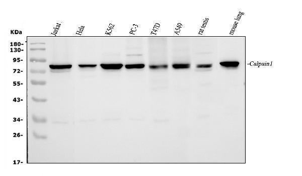 Anti-Calpain 1/CAPN1 Antibody Picoband®