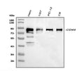 Anti-CD44 Antibody Picoband®