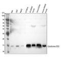 Anti-Cytochrome C/CYCS Antibody Picoband®