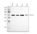 Anti-ERAB/HSD17B10 Antibody Picoband®