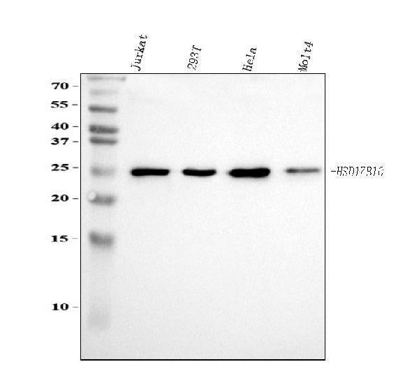 Anti-ERAB/HSD17B10 Antibody Picoband®