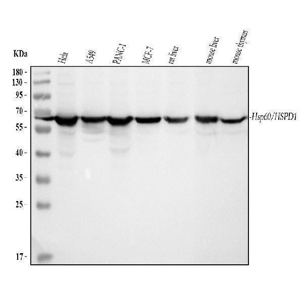 Anti-Hsp60/HSPD1 Antibody Picoband®