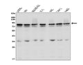 Anti-LYRIC/MTDH Antibody Picoband®