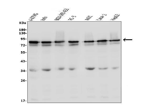 Anti-LYRIC/MTDH Antibody Picoband®