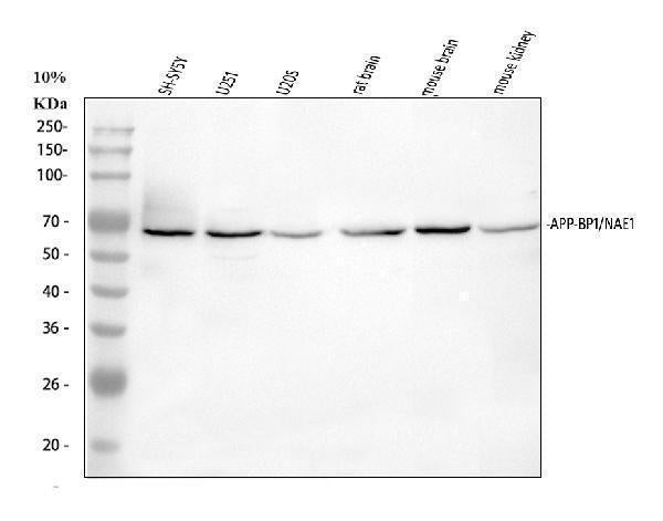 Anti-APPBP1/NAE1 Antibody Picoband®