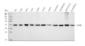Anti-Nucleophosmin/NPM1 Antibody Picoband®