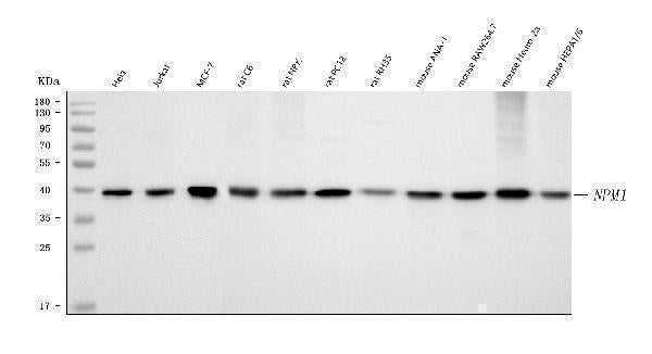 Anti-Nucleophosmin/NPM1 Antibody Picoband®