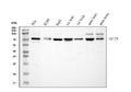 Anti-Optineurin/OPTN Antibody Picoband®