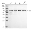 Anti-TPA Tissue Plasminogen Activator/PLAT Antibody Picoband®