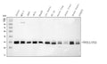 Anti-PP2A-alpha/PPP2CA Antibody Picoband®