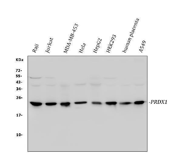 Anti-Peroxiredoxin 1/PRDX1 Antibody Picoband®